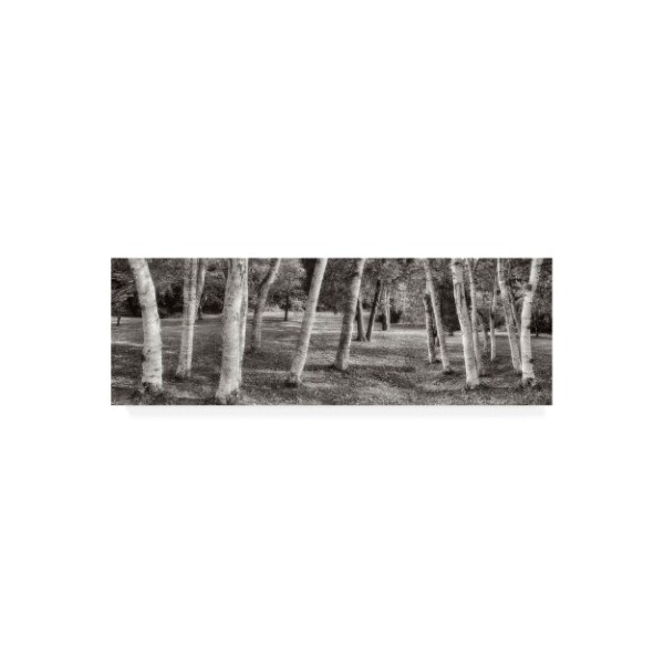 Trademark Fine Art Alan Blaustein 'Birch Trees No.1' Canvas Art, 8x24